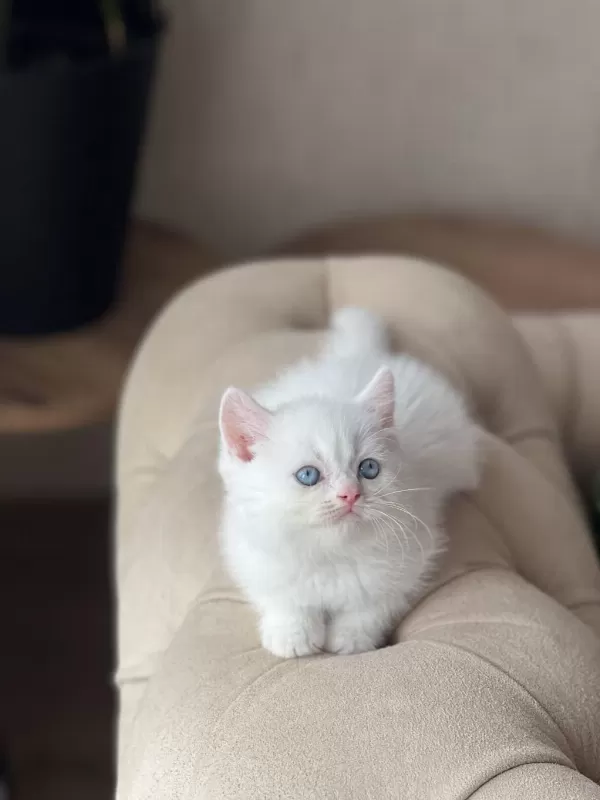 Üst Düzey Kalitede Beyaz British Shorthair