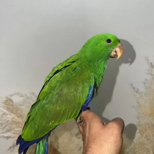 Eclectus Papağani Yavru
