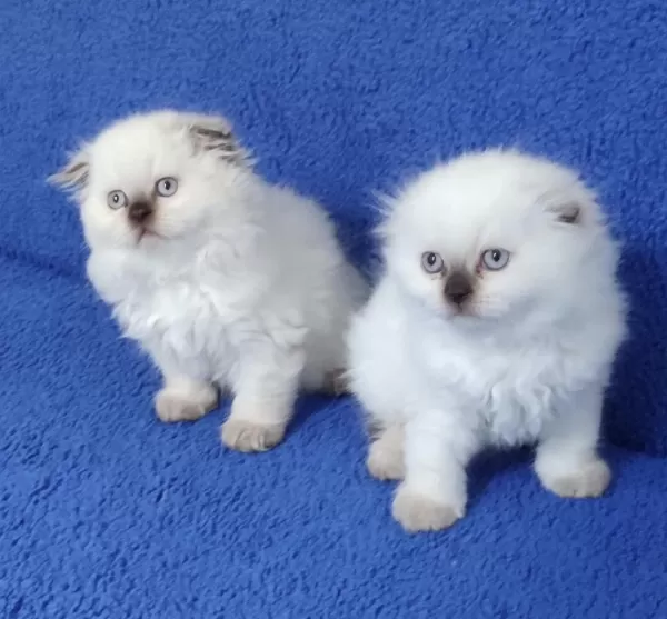 Scottish Fold Losgheyr Yavrular Teslime Hazirdir