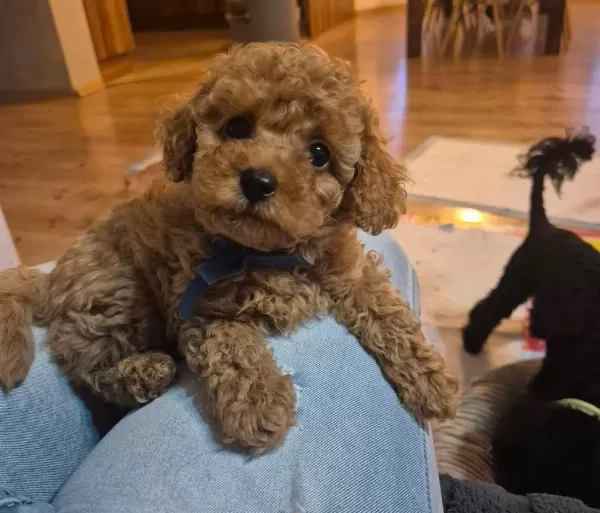 Toypoodle Yavrularımız