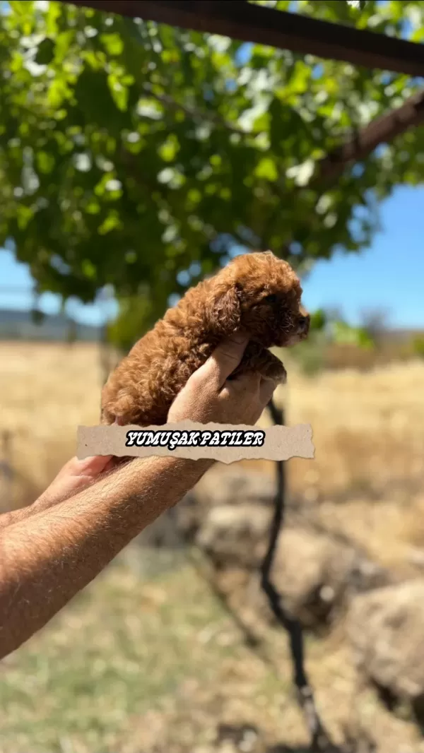 Kore Red Brown Poodle