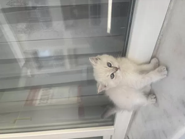 British Shorthair Silver Point Yavrular