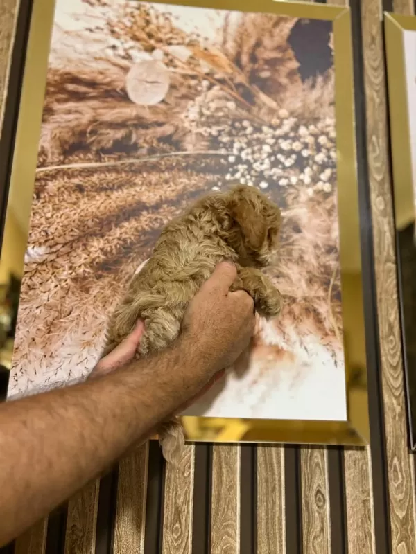 Küçük Poodle Yakişiklimiz