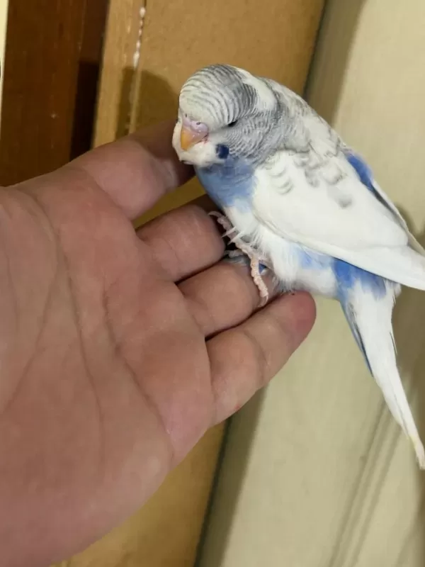 40-45 Günlük Arasi Renk Güzeli 5 Bebek
