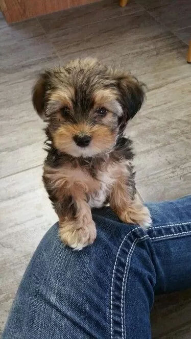 Morkie Adrese Teslim, Kapıda Ödeme Yapabilirsiniz