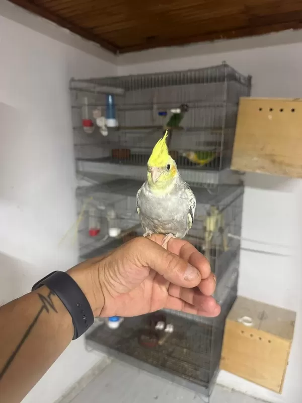 Full Evcil El Besleme Yavru Sultan Papağani