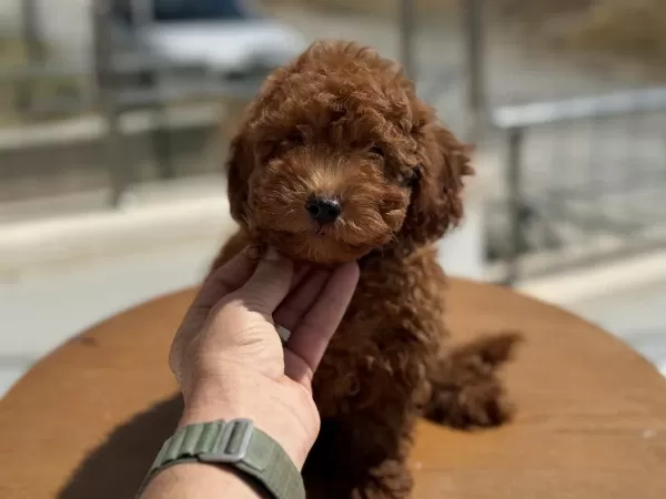 Petmode Köpek Çiftliğinde Ziyarete Açık Toy Poodle