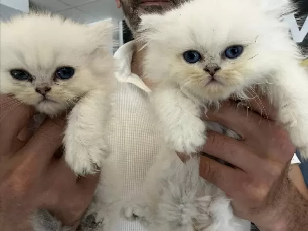 Renk Renk British Shorthair Yavrularımız Fenomen Pet S