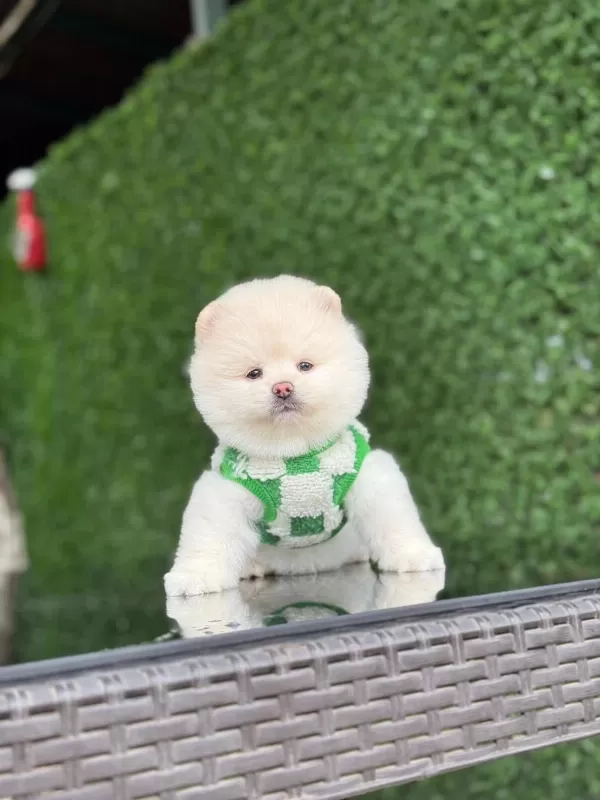 Sağlik Ve İrk Garantili Pomeranian Köpekler