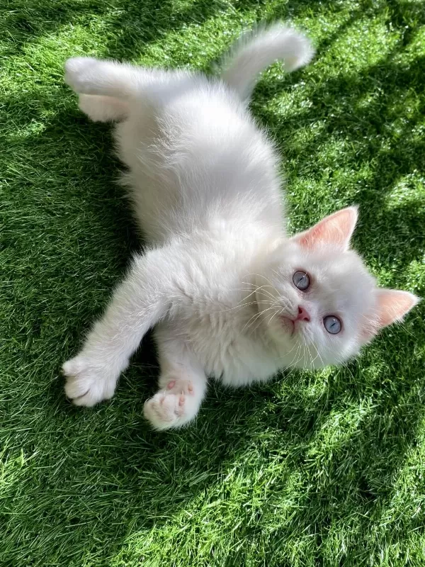Pamuk Gibi Yavru British Shorthair