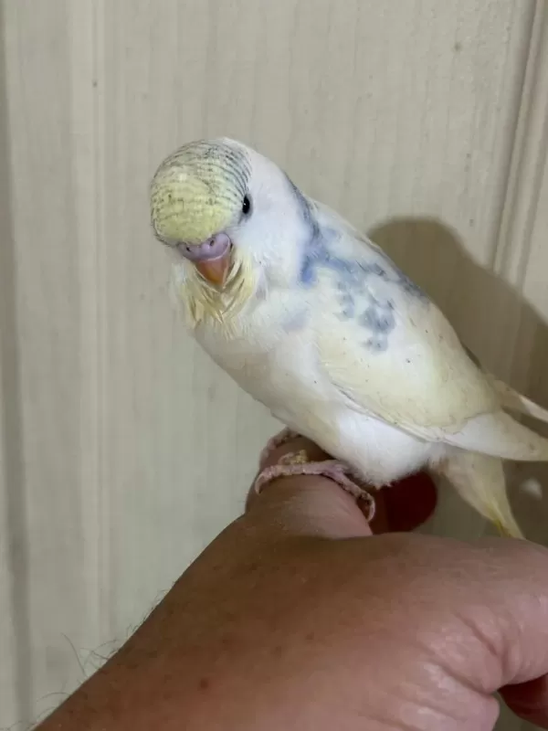 30 Günlük Konuşturmalik Muhabbet Kuşu Bebek