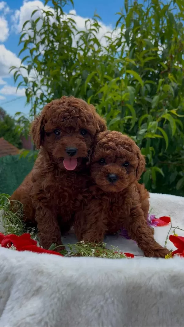 Saf Kan Hipoalerjenik Red Toy Poodle Yavrular