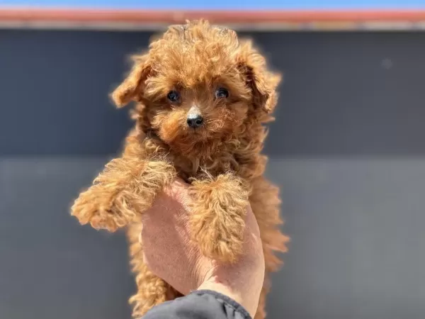 4 Aylık Tiny Kore Poodle 700 Gr Petmo Den
