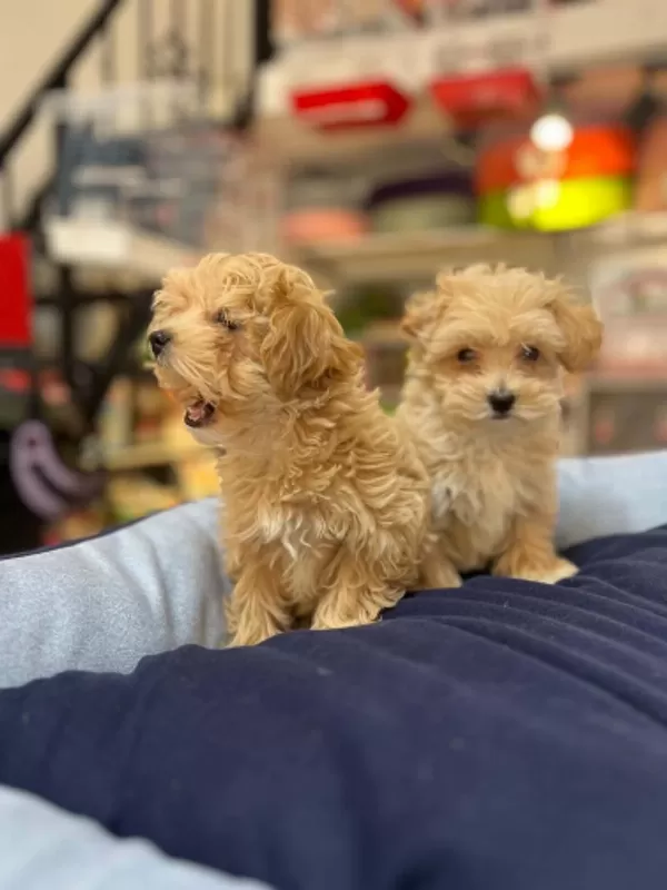 Tüy Dökmeyen Hipoalerjenik Saf Kan Maltipoo Yavrular