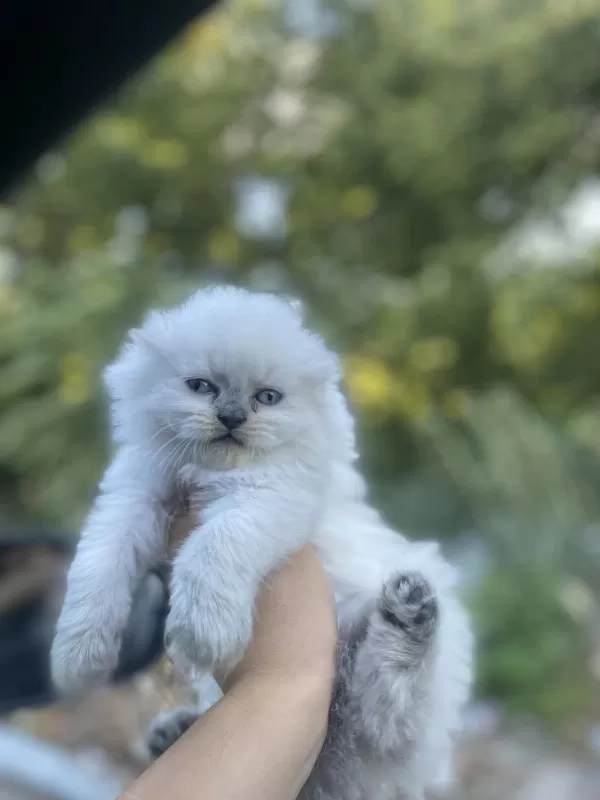 Scottish Fold Blue Point Yavrular