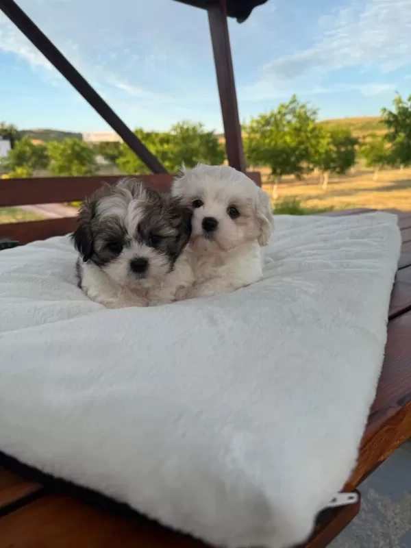 Açık Renk Ve Trecolor Shih Tzu Bebekler Sun Kennels