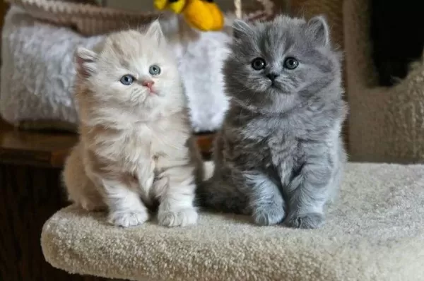 British Longhair Yavrular Evinizin Neşesi Olacaktır
