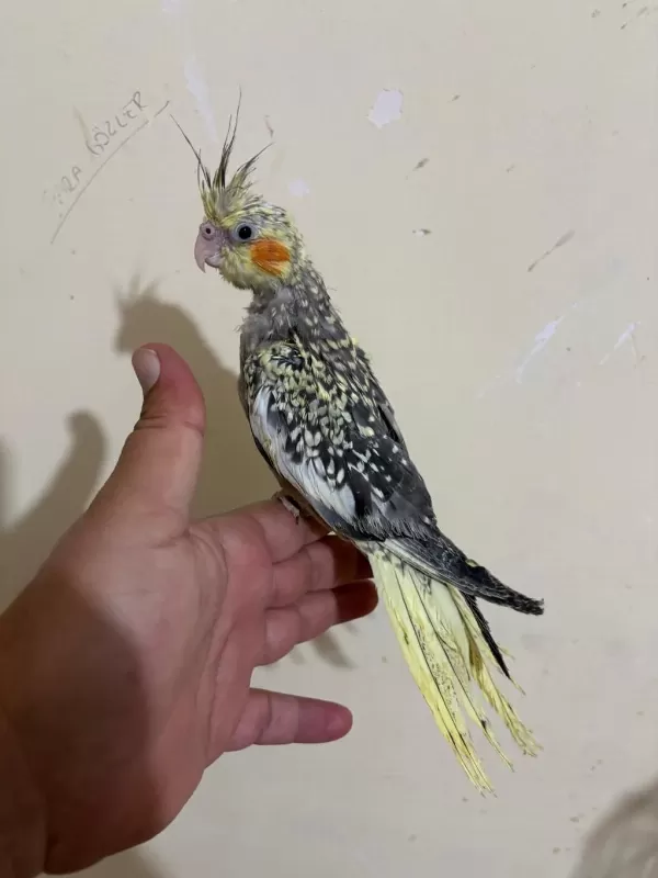 48 Günlük Full Evcil Pearl Sultan Papağani Bebek