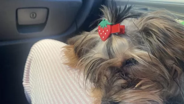 Yorkshire Terrier Milamız