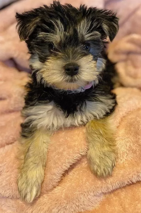 Sevgi Dolu Ve Uyumlu Yavru Köpekler
