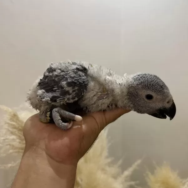 Harika Bebek Jako Papağani