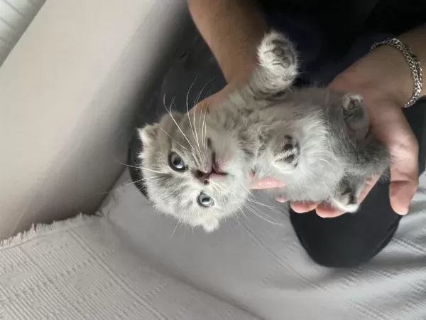 1 Aylık Scottish Fold Yavrumuz