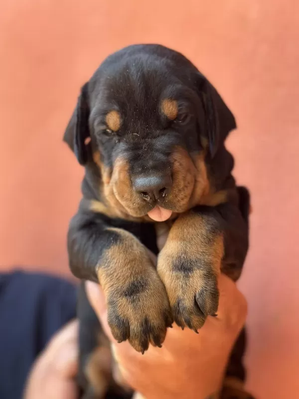 A Secereli Dobermanlar