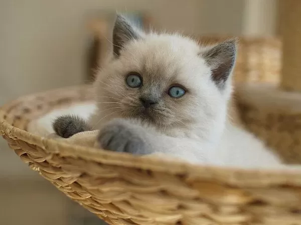 British Shorthair Yavrular Evinizin Neşesi Olacaktır