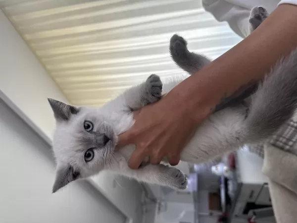 British Shorthair 60 Günlük