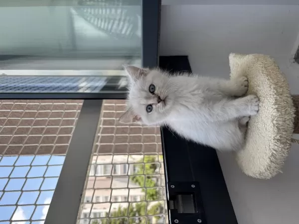Beyaz British Shorthair 2 Aylık