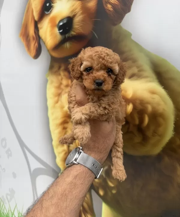 Toy Poodle Yavrularımız