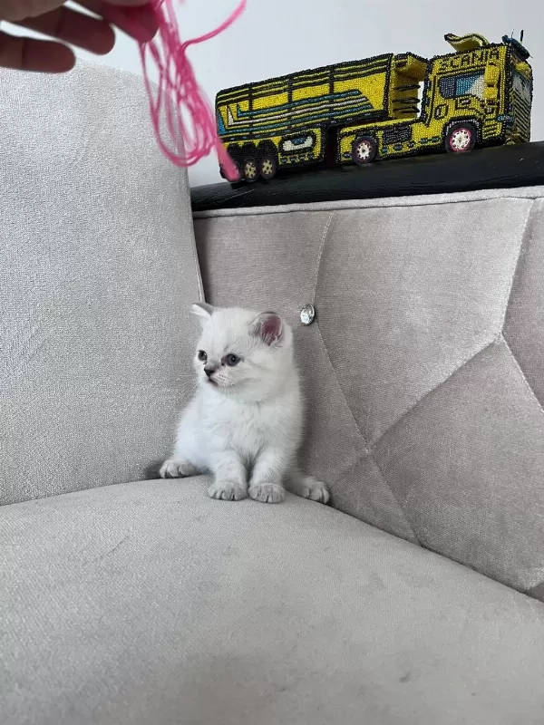 2 Aylık Yavru Kedilerimiz Sahiplendirilecek