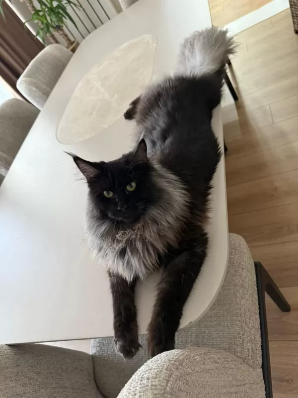 Sçr Li Aşılı Pasaportlu Maine Coon Yavrularımız