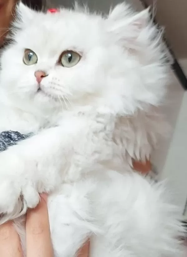 British Longhair Dişi Ücretsiz