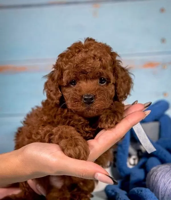 Toy Poodle Yavrulari
