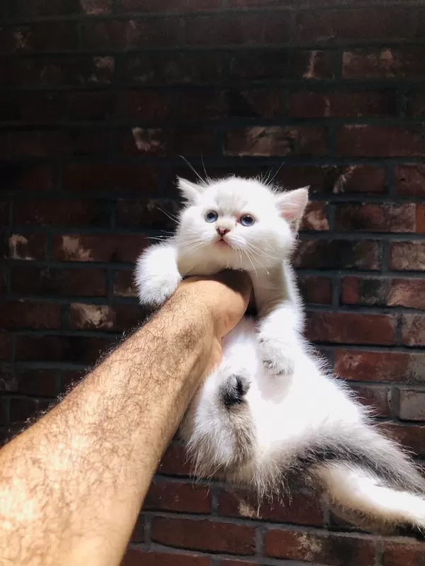 Safkan British Shorthair