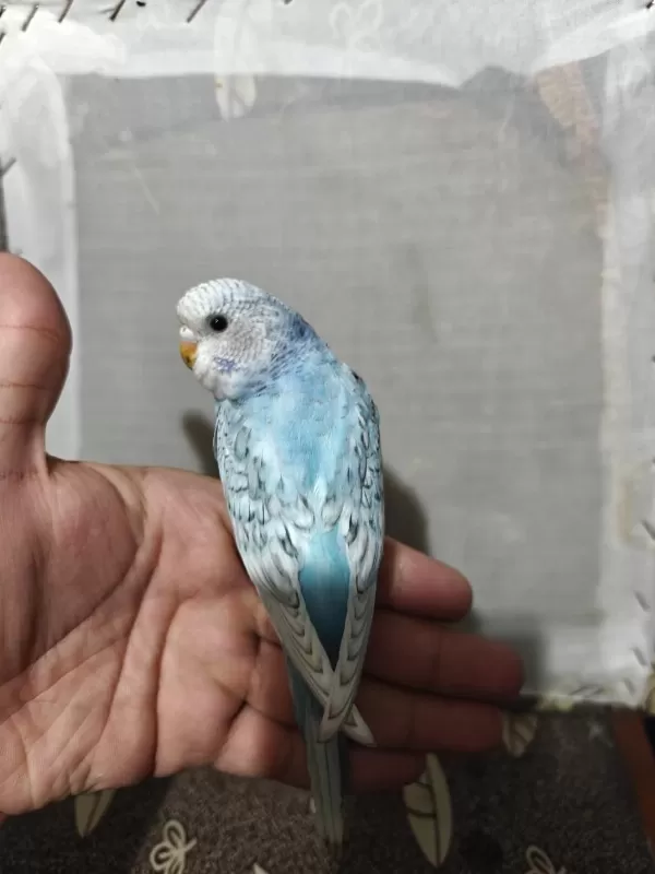 Ele Alişkin Yeme Düşmüş 1 Aylık Yavru Muhabbet