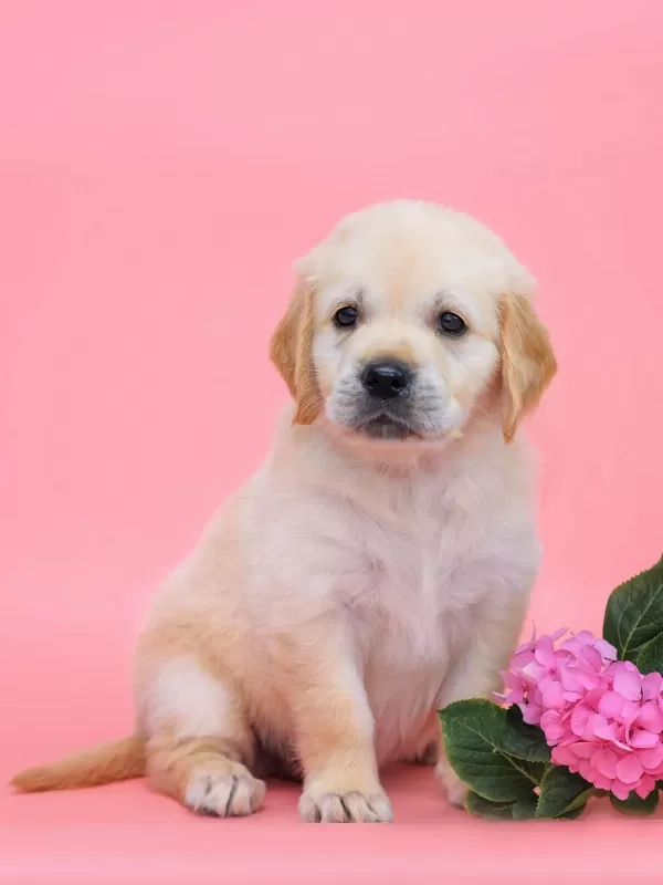 Golden Retriever Yavrular Canlı Görerek Alabilirsiniz