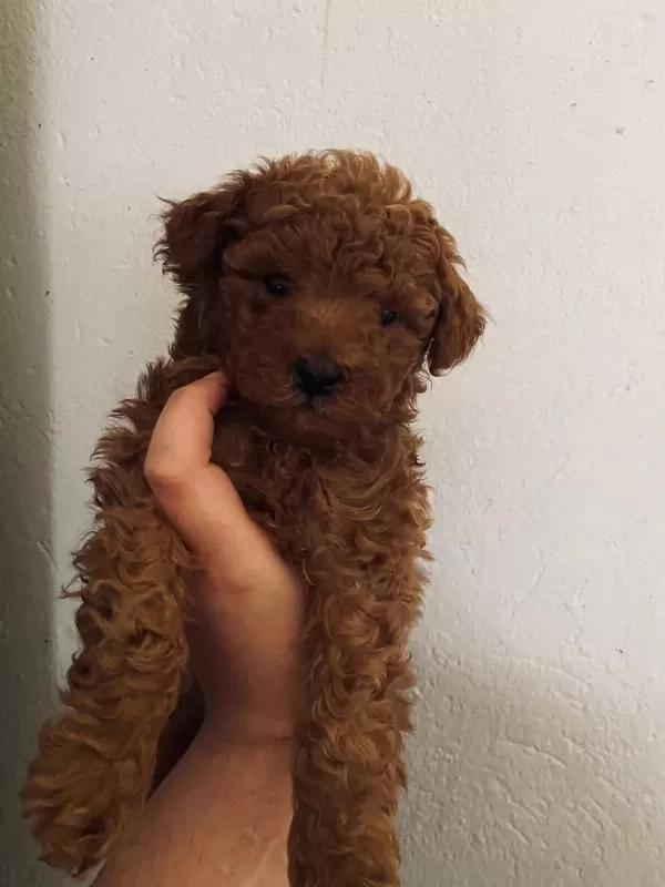 Sağlık İrk Garantili Üst Kalite Poodle Bebekler