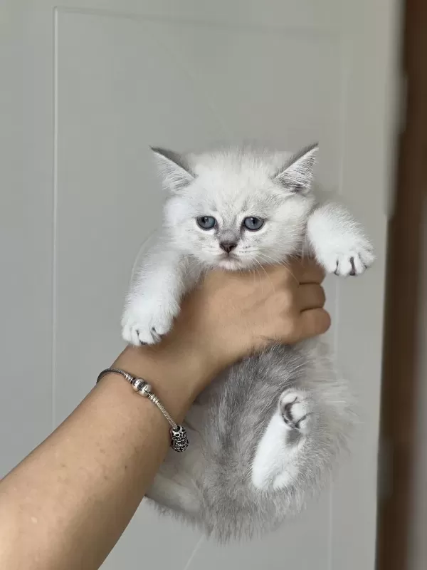 Hemen Teslim British Shorthair Yavrum