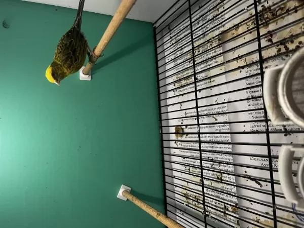 1 Erkek Ve 2 Dişi Golden Lizard Kanarya