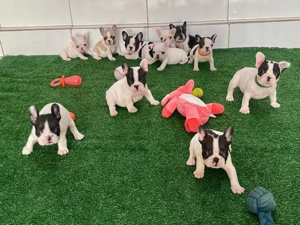 French Bulldog Yavrulari