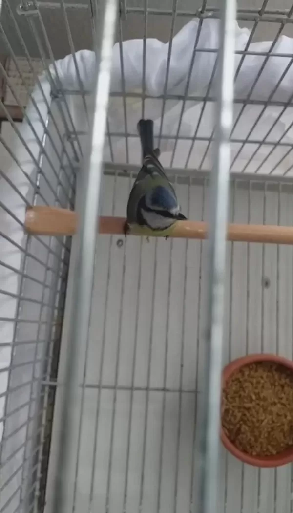 Mavi Baştankara Erkek Kuşumuz