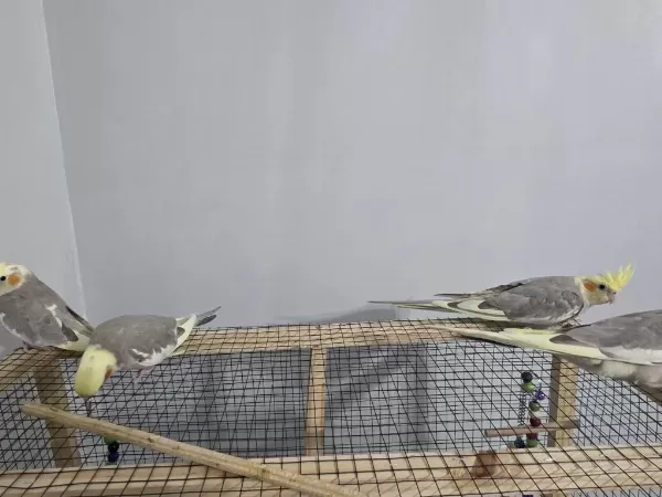 Yavru Sultan Papağanları 4 Aylık