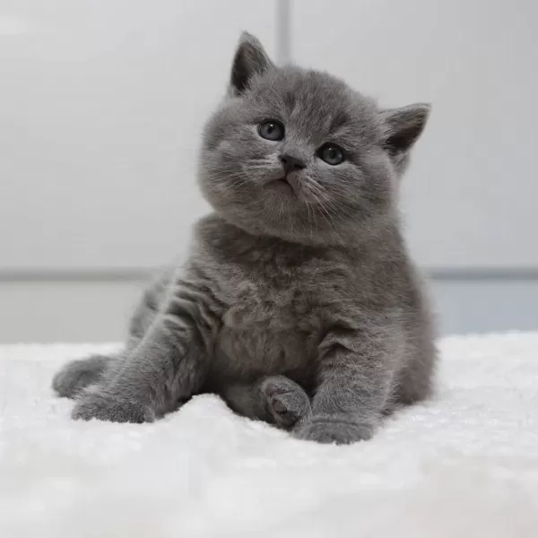 British Shorthair Yavrulari