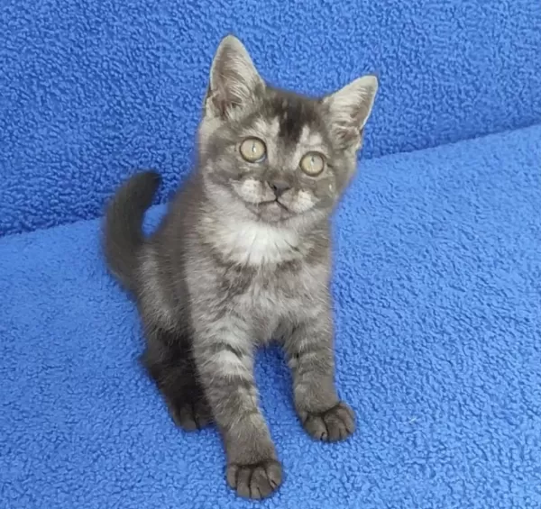 Siyah Ponçigimiz Yeni Sahibini Ariyor