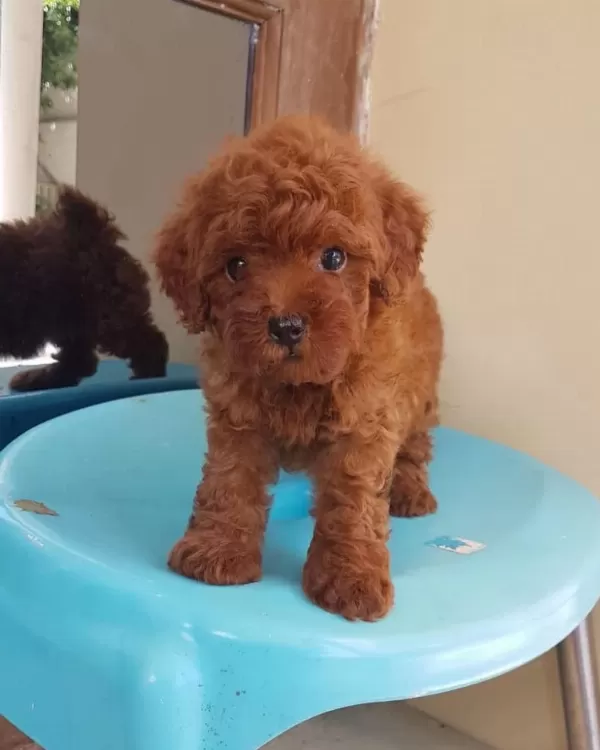 İrk Garantili Toy Poodle Yavrulari