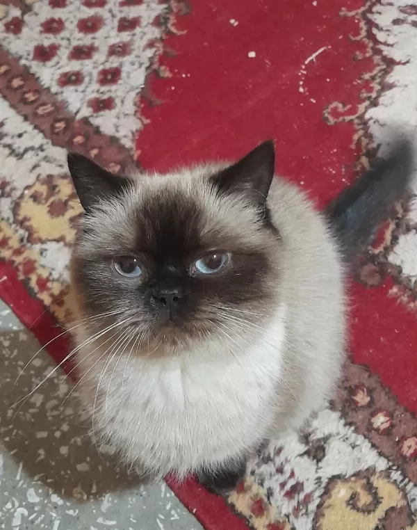 Kısırlaştırma Şartıyla Ücretsiz Olarak Ragdoll