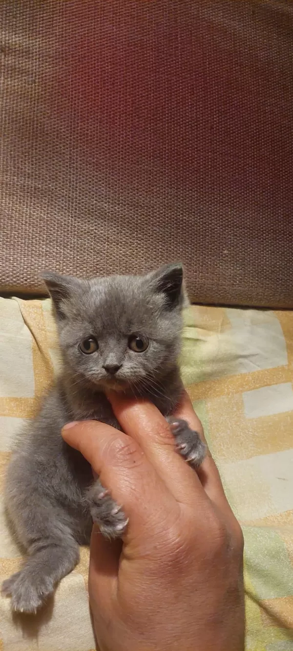 Sevimli British Shorthair Bebekler