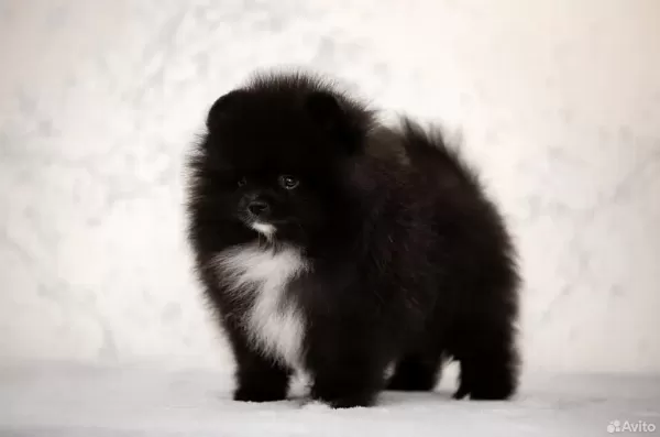 Üst Kaliteli Wcf Pomeranian Tea Cup